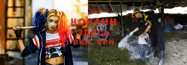 сатива Горняк